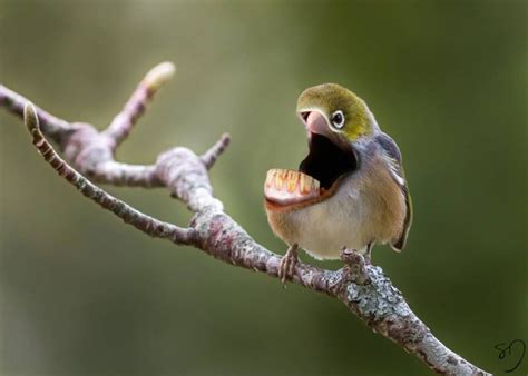 birds with no beaks.